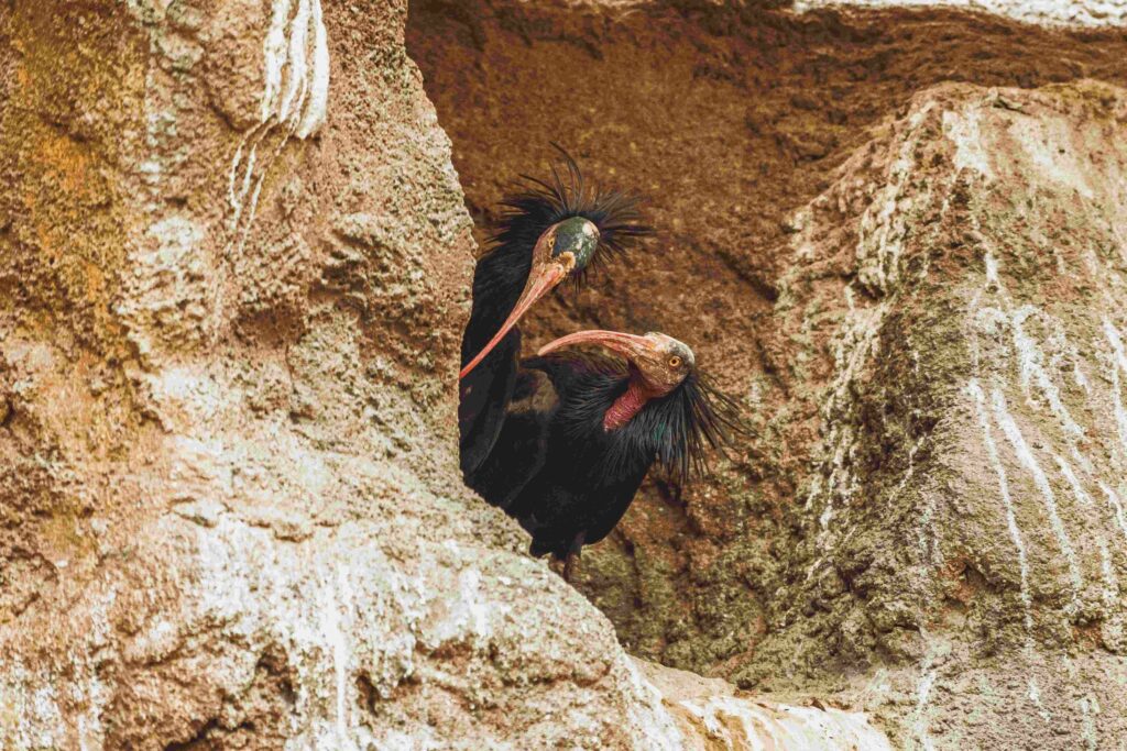 Ibis chauve sur une falaise