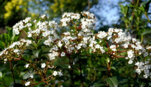 Laurier tin en fleurs.