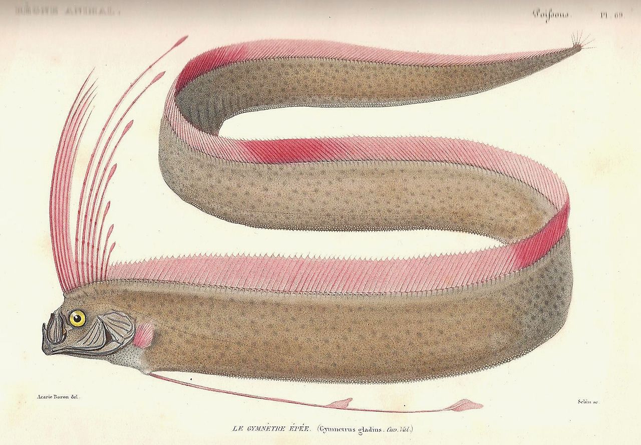 Le Régalec, ni Hareng, ni Serpent mais  “poisson-ruban“. 