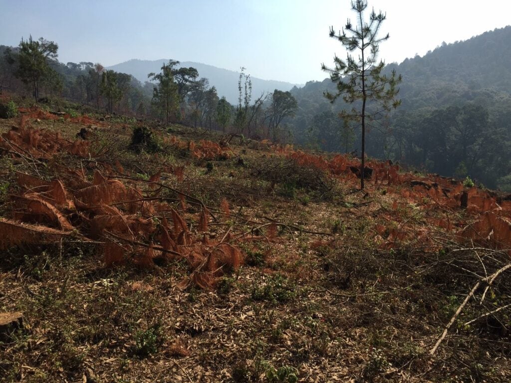 Forêt brûlée pour la culture des avocats