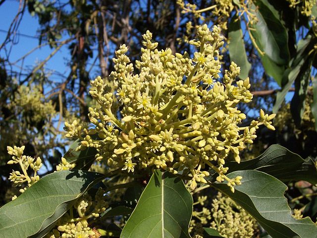 Détail fleurs d'Avocatier