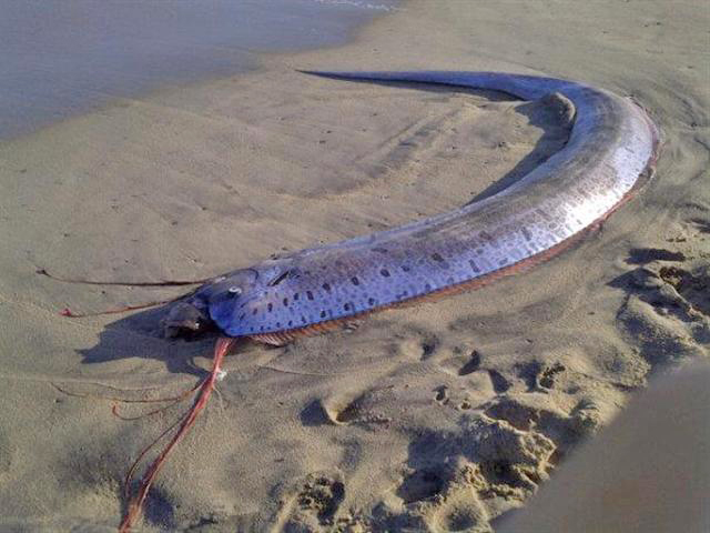 Régalec échoué sur une plage du Mexique.