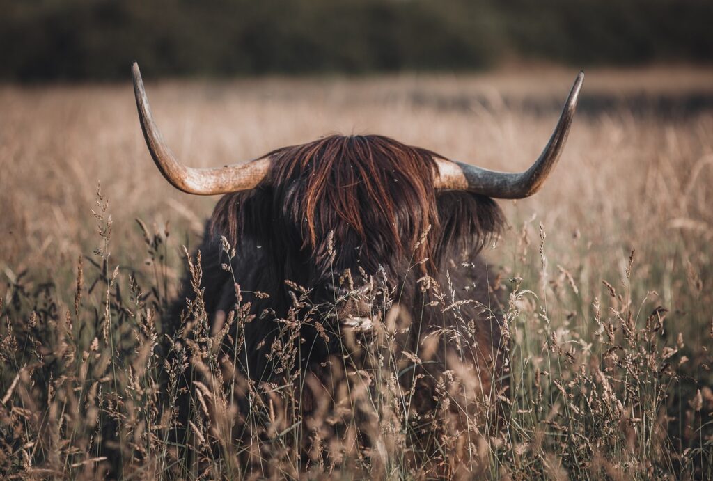 vache de face dans un champs dont juste les cornes dépassent