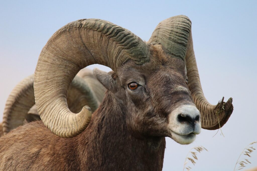 Mouflon de profil avec ses cornes courbées 