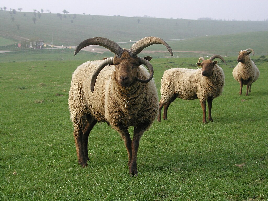 Mouton à 4 cornes