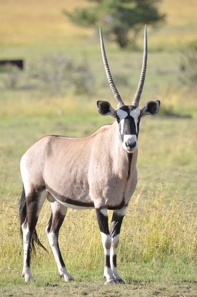 oryx gazelle de face avec ses cornes droites