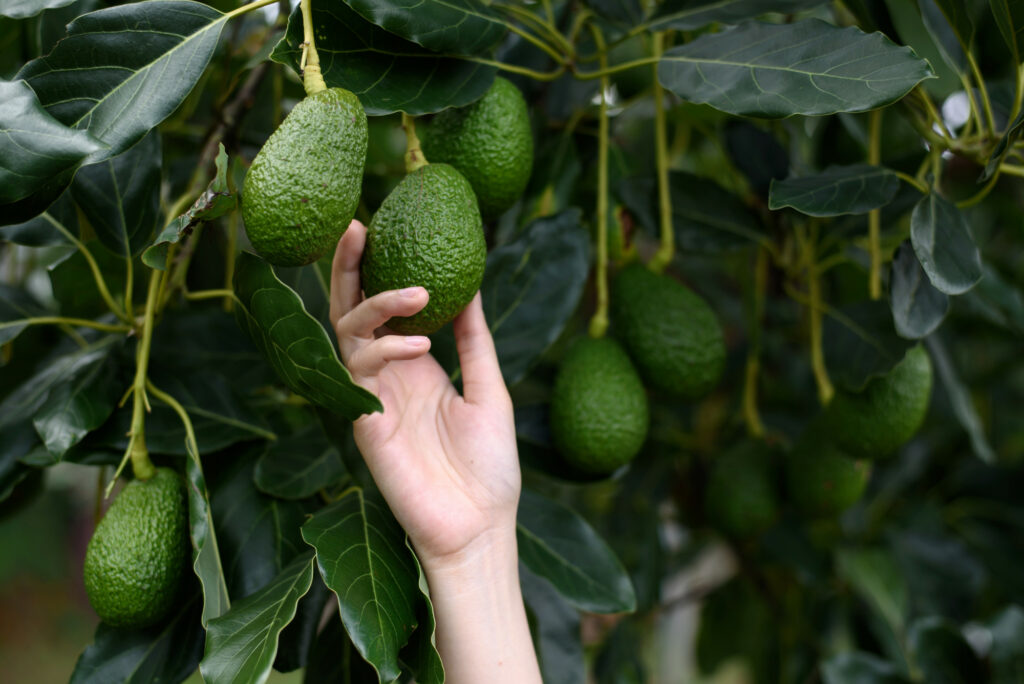 avocatier+diable+plaide