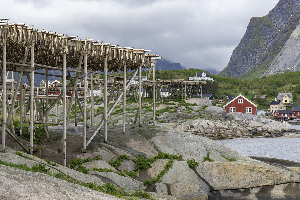 La pêche à la morue, et le séchage des poissons en Norvège