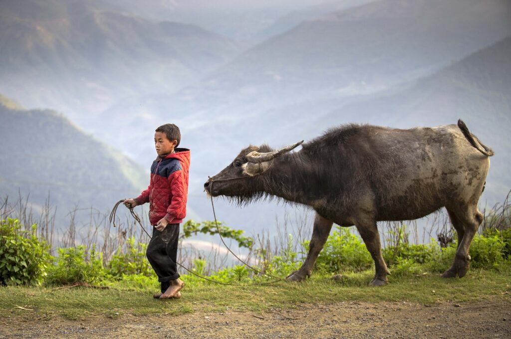 enfant conduisant un buffle