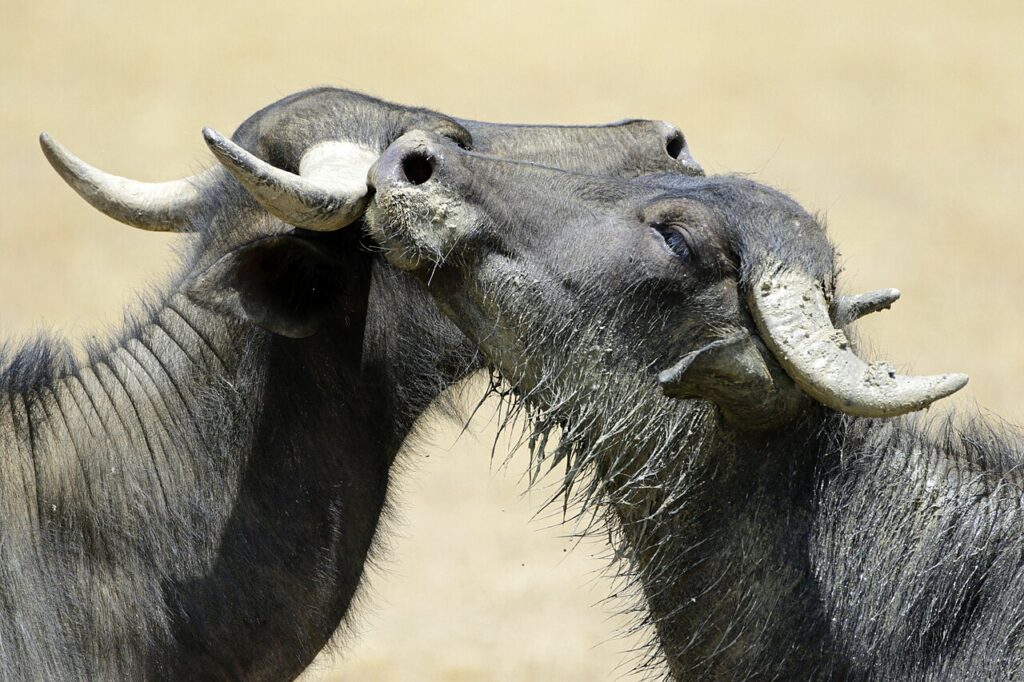 deux buffles d'Asie se frottant la tête l'un contre l'autre.