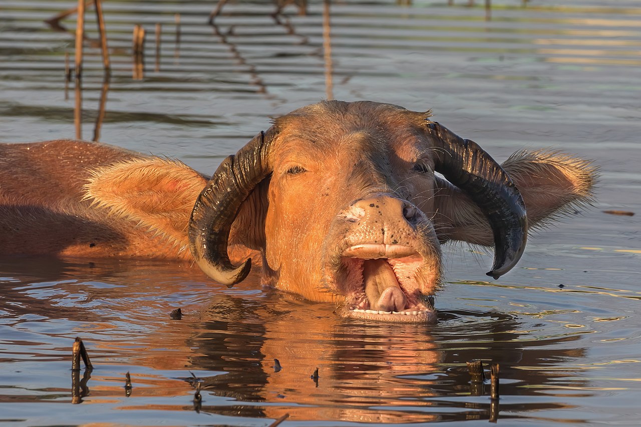 Le Buffle, la force d’un Buffalo sans Bill