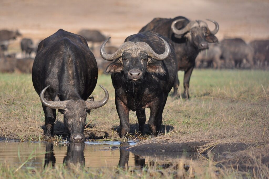 Buffles d'Afrique se désaltérant