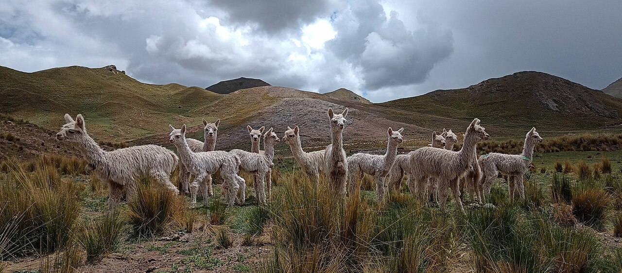 Le Lama : un cousin ”chameau” d’Amérique