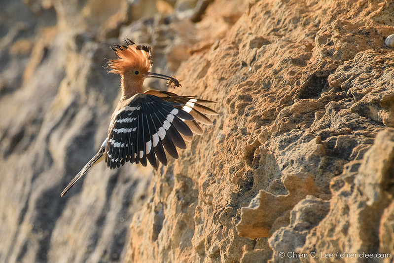 Huppe de Madagascar