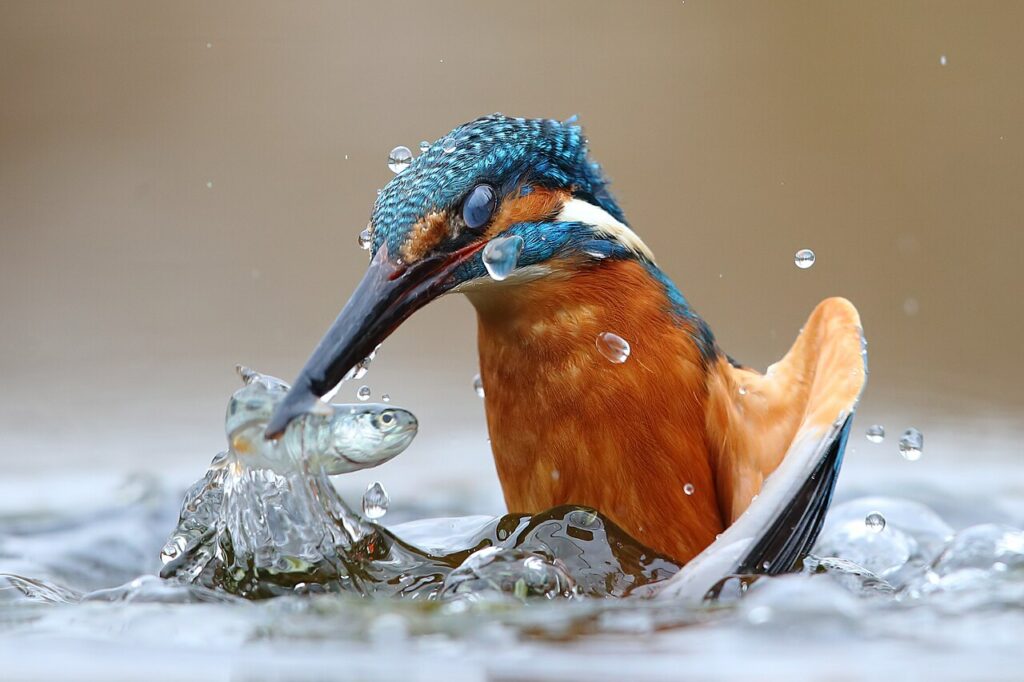Martin-Pêcheur saisissant sa proie dans les eaux du Pô