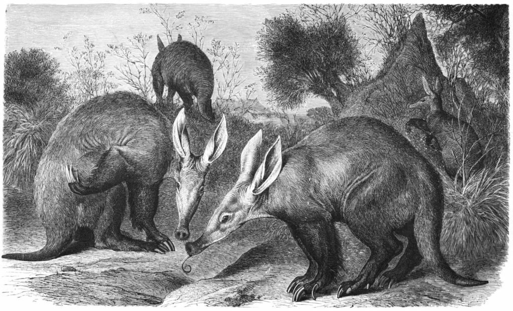 oryctorepus capensis