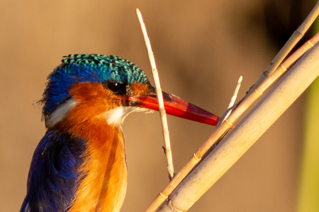 Martin-pêcheur huppé - Afrique - Botswana