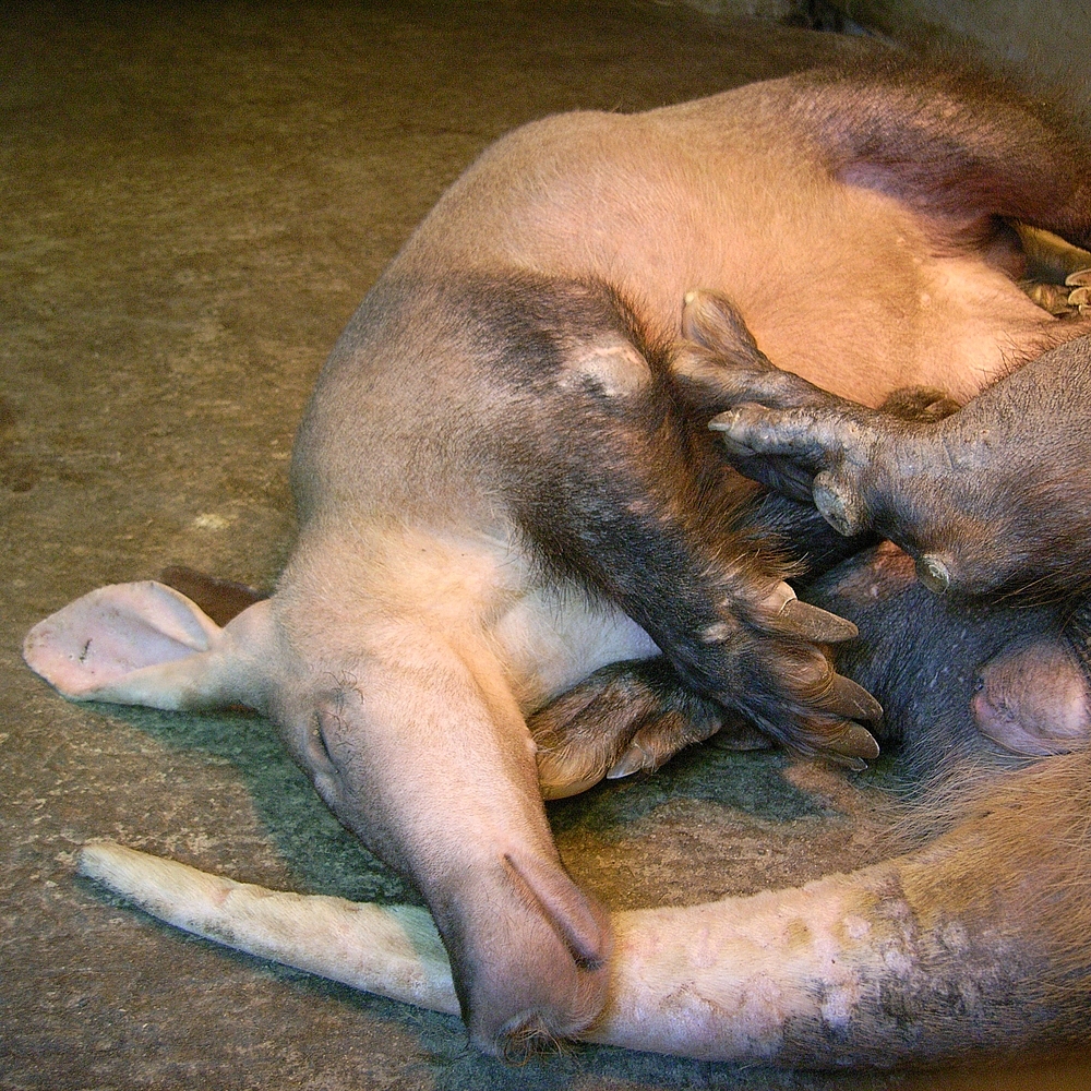 Petit Oryctérope dormant aux cotés de sa mère.