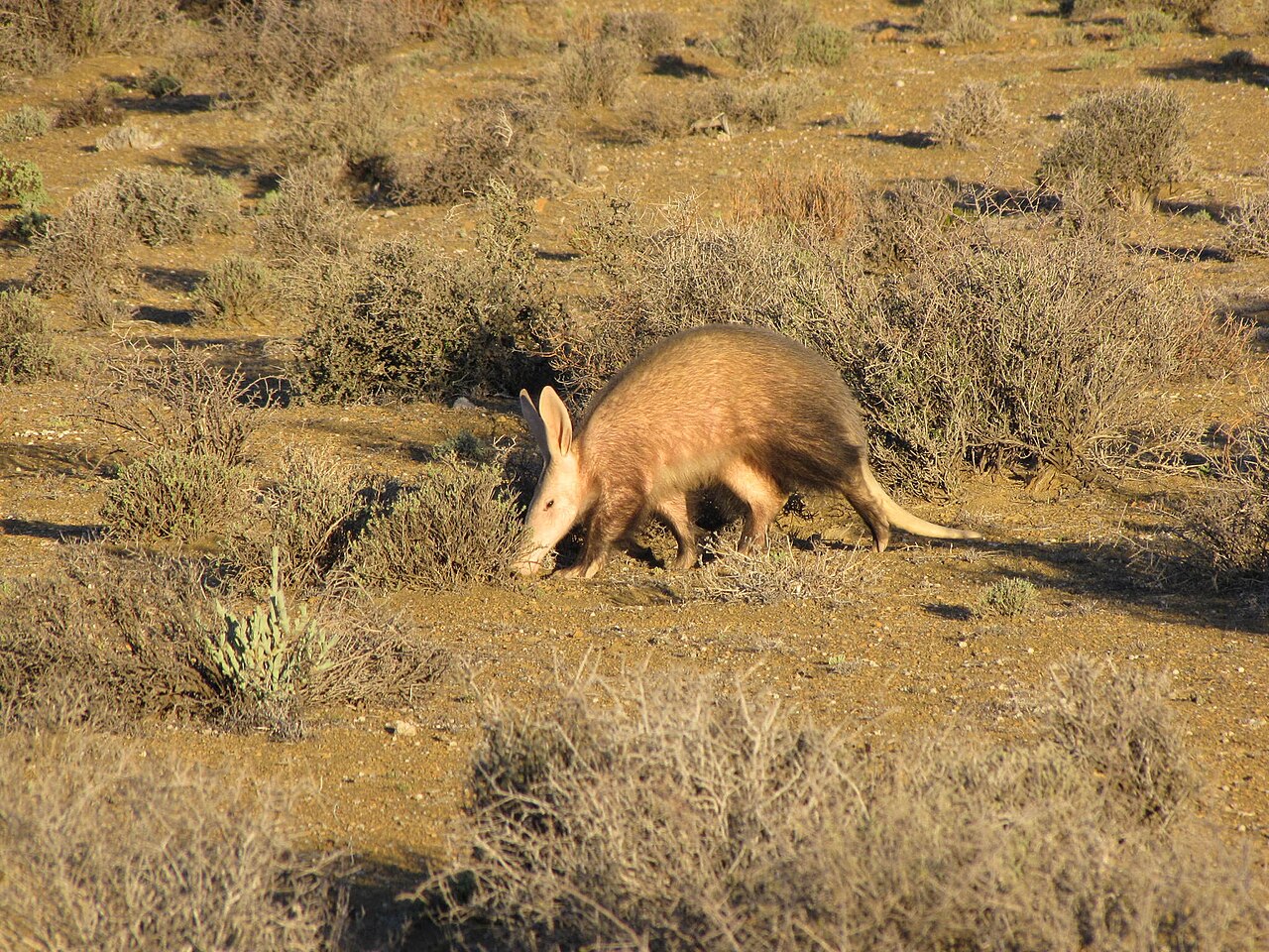 L’Oryctérope du Cap, Opération Termites