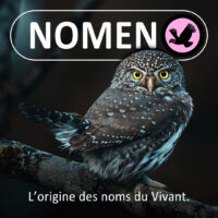 NOMEN
