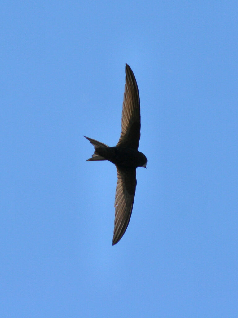 Martinet noir en vol