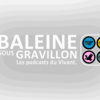 logo bsg grisé