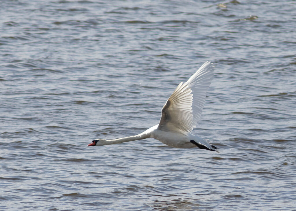 Cygne tuberculé en vol