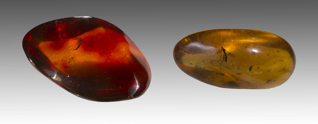 2 morceaux d'ambres avec des moustiques piégés dans la résine