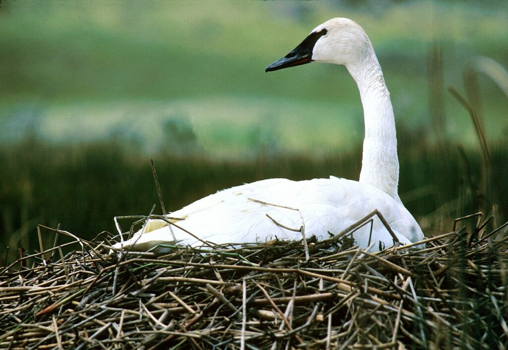 Cygne trompette sur son nid