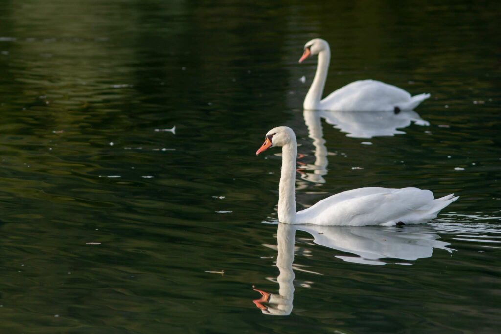 Cygne tuberculé nageants