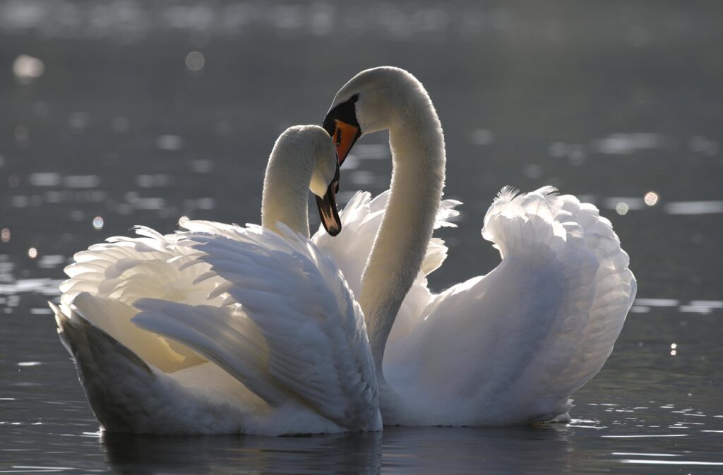 Couple de Cygnes tuberculés, dont les couples restent ensemble pour la vie