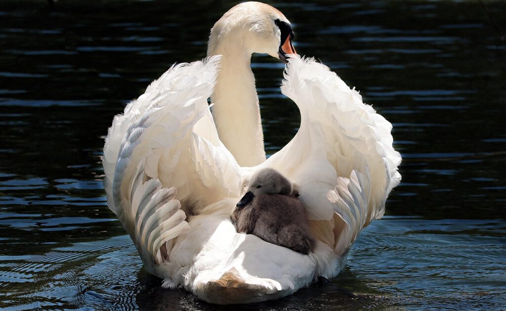 Cygne tuberculé portant un jeune sur le dos