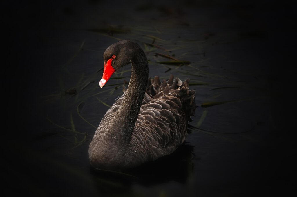 cygne noir et son bec rouge caractéristique