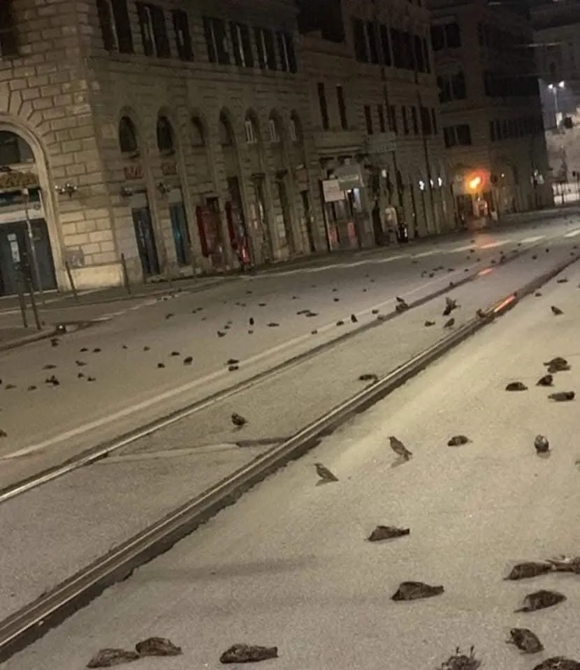 Capture d'écran montrant des étourneaux morts suite au bruit des feux d'artifice du Nouvel an à Rome