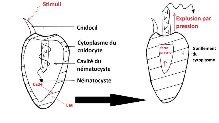 Schéma du mécanisme d'expulsion du nématocyste. Auteurs