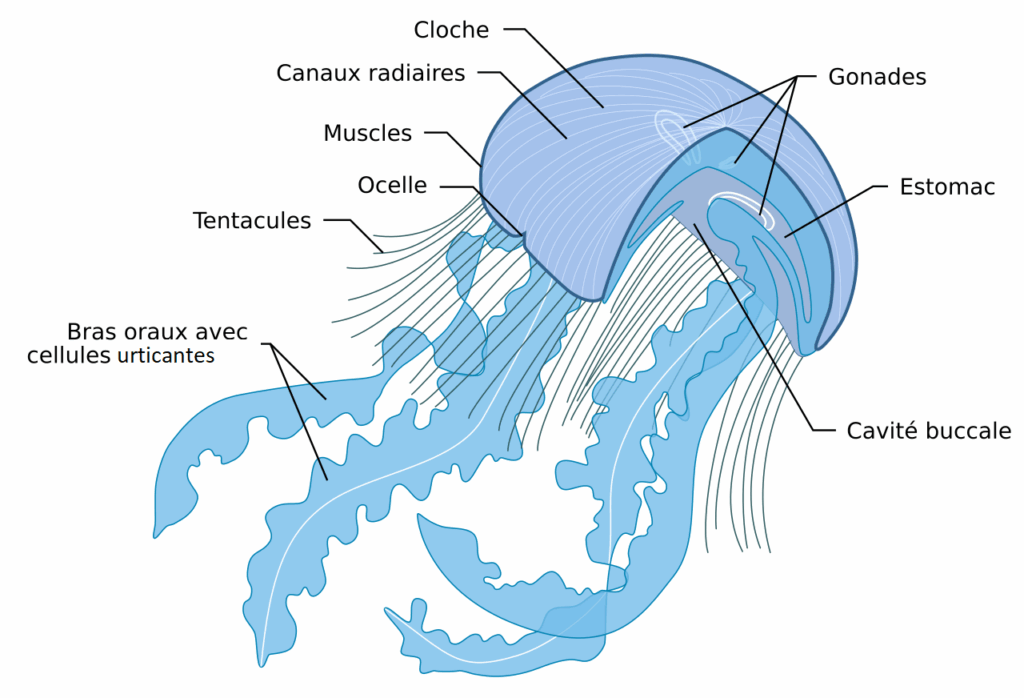 Schéma présentant l'anatomie d'une méduse