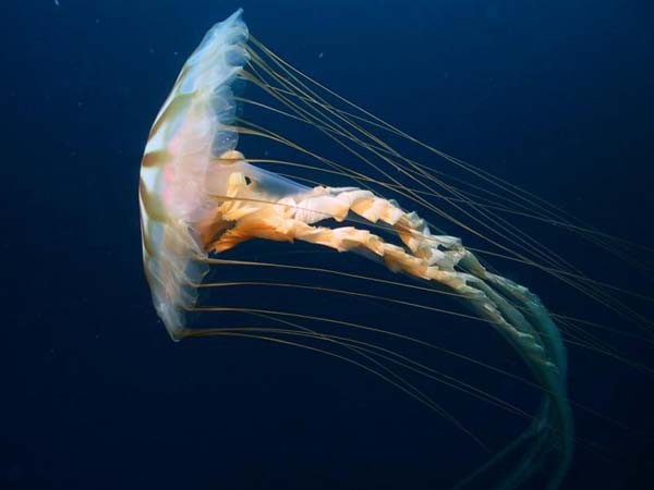 Méduse striée du Pacifique