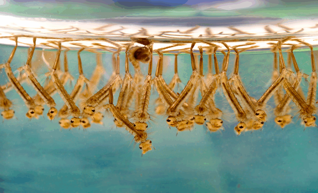 Groupe de larves de moustique dans eau stagnante.
