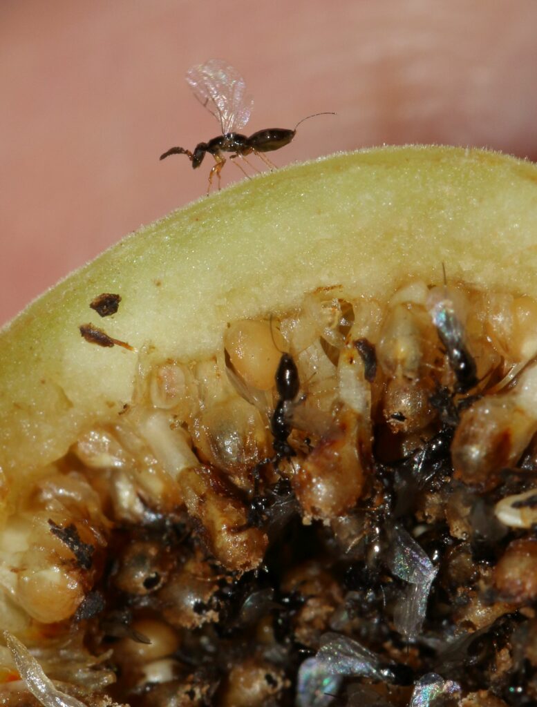 Guêpe du figuier qui emmerge d'un fruit 