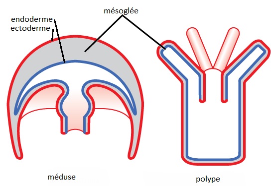 Les deux stades possibles d'évolution de la méduse