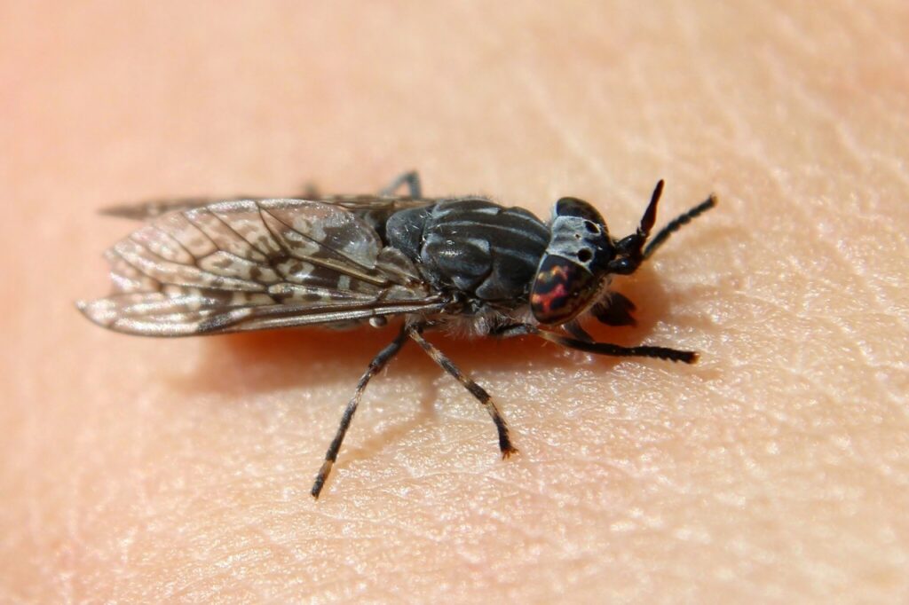 Taon du genre Haematopota