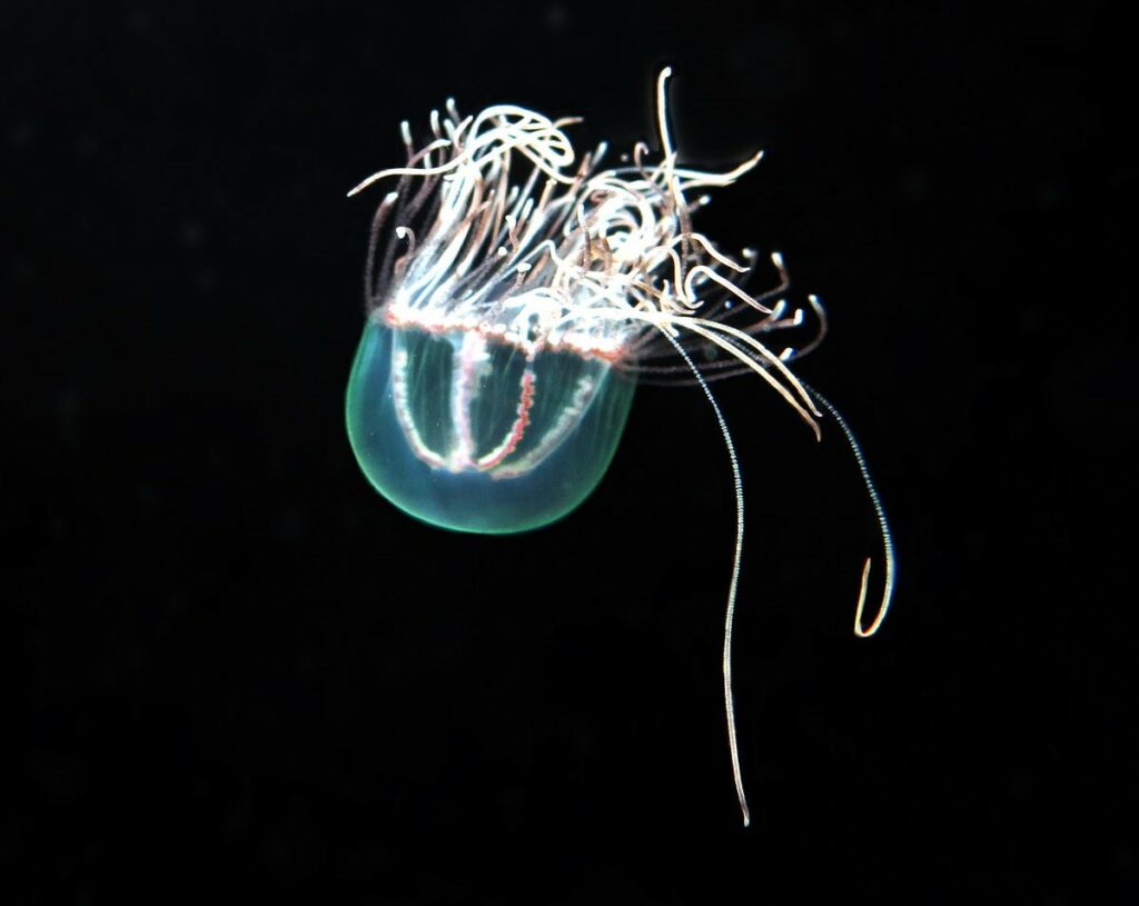 méduse bioluminescente