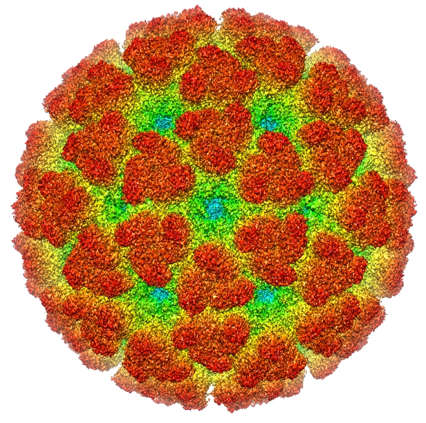 Reconstitution du virus du chikungunya par cryomicroscopie electronique