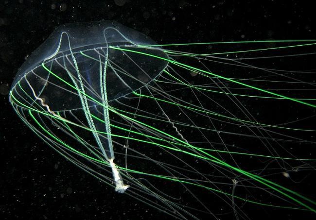 méduse bioluminescente
