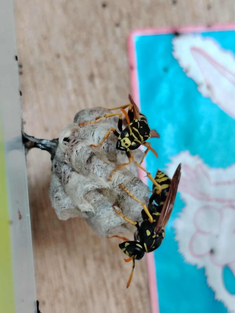 nid de Guêpes polistes, guêpes dont la piqûre est dououreuse