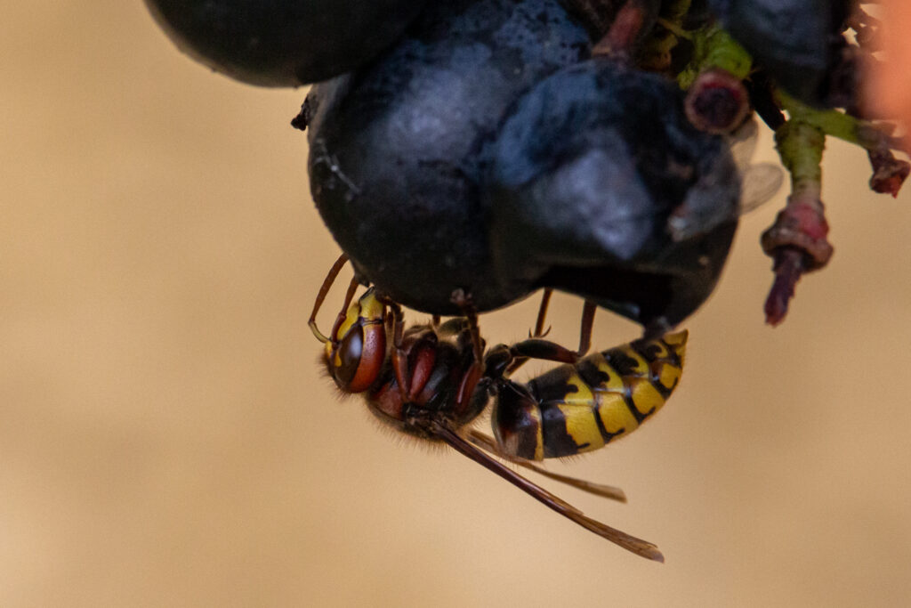 Un frelon européen sur une grappe de raisin