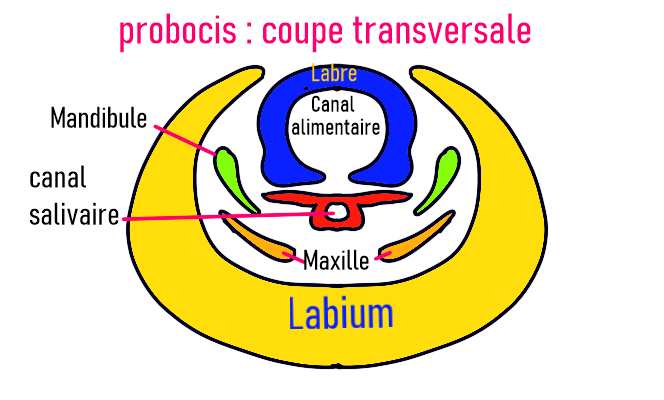 Schéma des pièces buccales d'un Moustique, en coupe transversale.