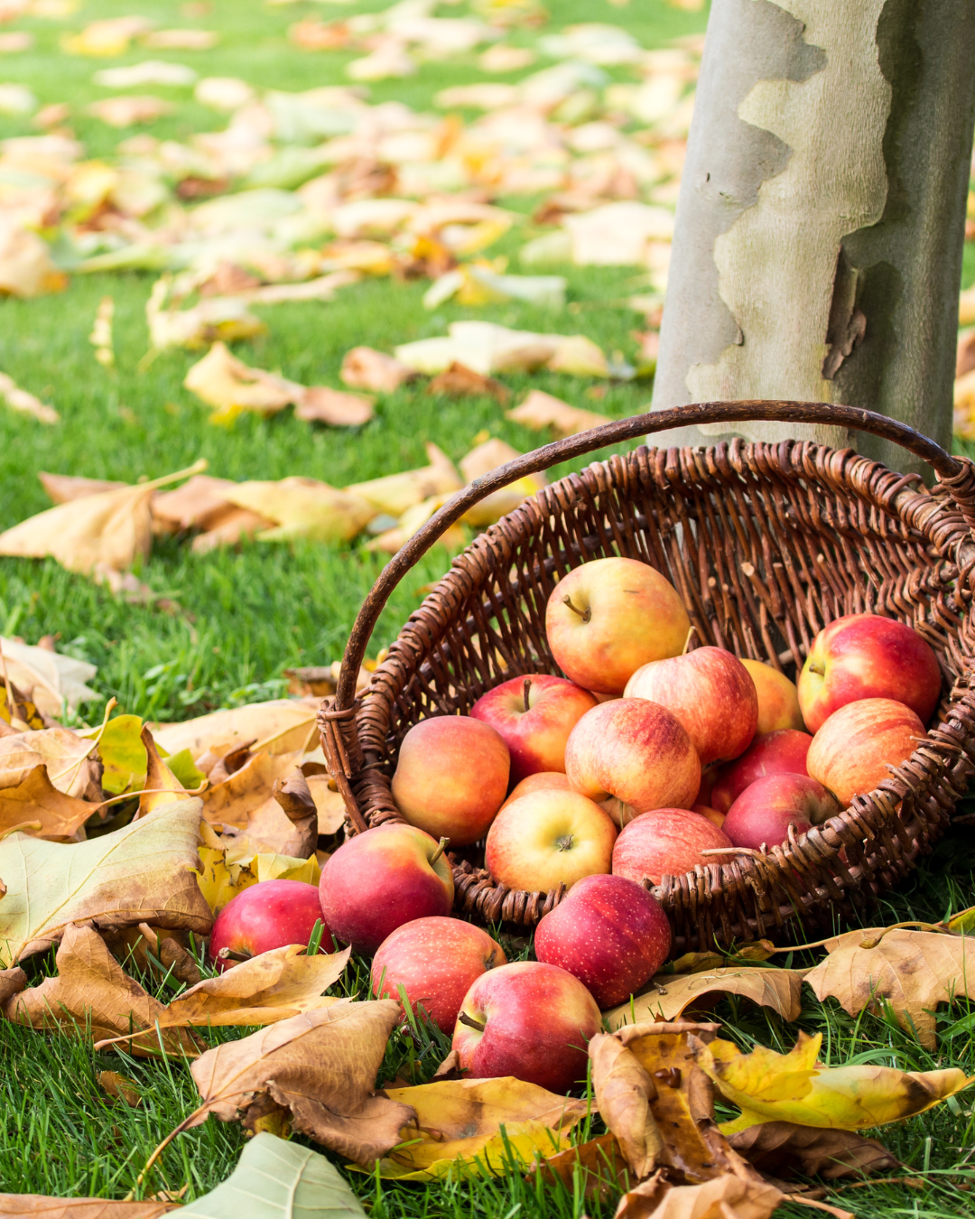 Panier de pommes posé dans l'herbe.