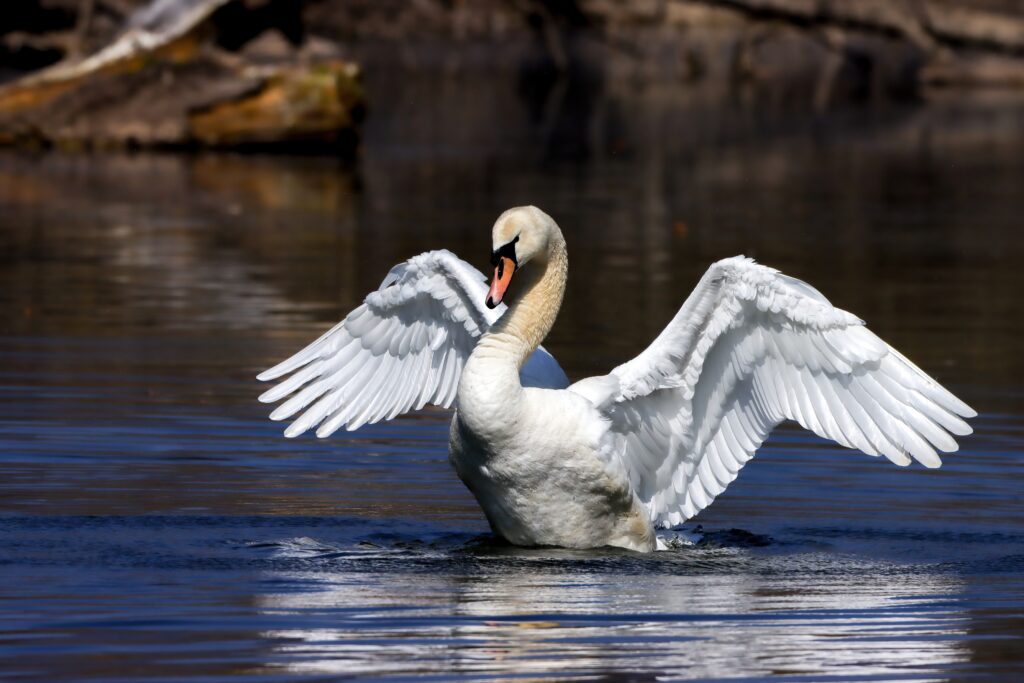 Cygne tuberculé
