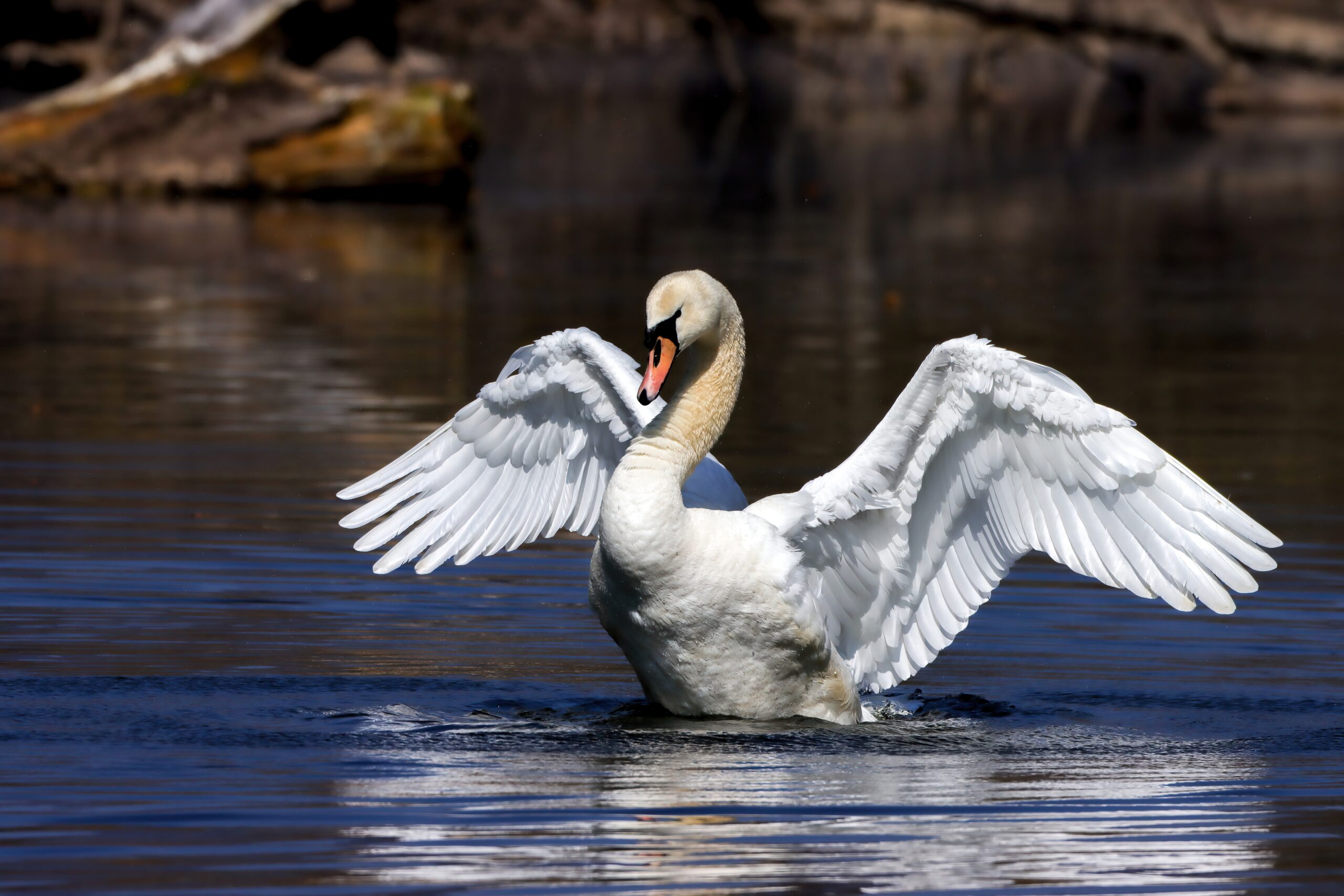 De la mythologie au lac, le ballet du Cygne tuberculé